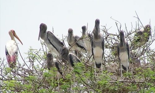 Kokkare Bellur